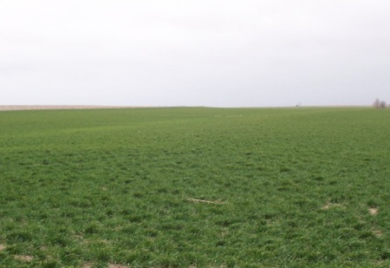 growing wheat